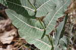 Pinewoods milkweed